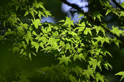 Low angle view of trees