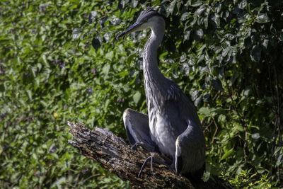 View of bird perching on tree