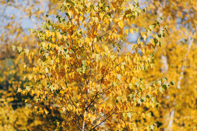 Close-up of yellow flowering plant on field