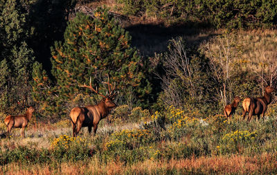 Deer in field