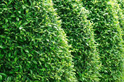 Full frame shot of fresh green plants