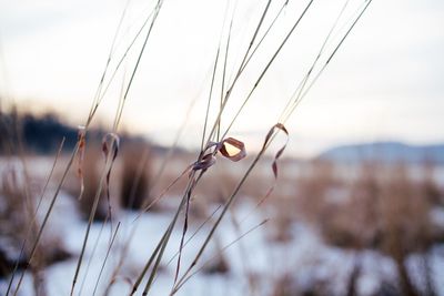 Close-up of grass against sky