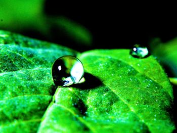 Close-up of water drop on leaf