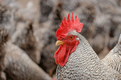 Close-up of rooster