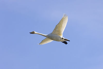 Low angle view of seagull flying in sky