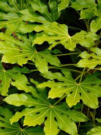 Full frame shot of leaves