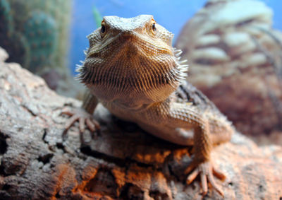 Close-up of lizard