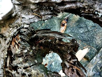 Close-up of tree trunk