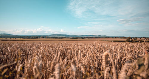 Scenic view of wheat field against sky