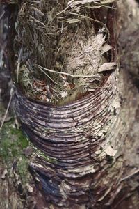 High angle view of nest on tree trunk