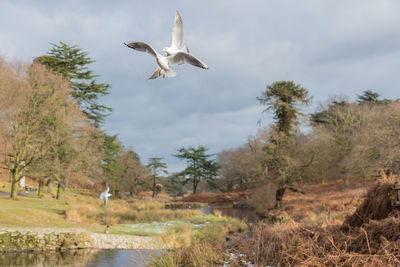 Birds flying over trees against sky