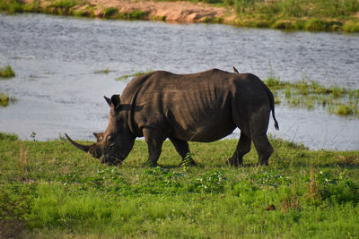 Endangered rhinocerous in a field with river in the background. 