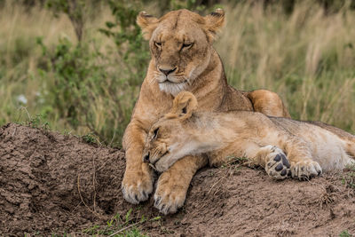 Close-up of lion relaxing outdoors