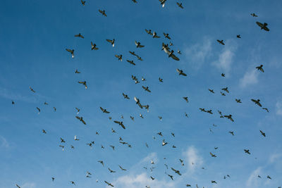 Low angle view of birds flying in sky