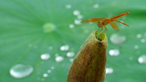 Close-up of insect on leaf