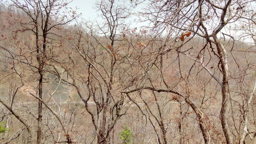 Low angle view of bare trees against sky