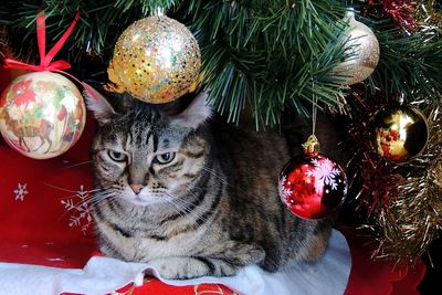 Full frame shot of christmas tree