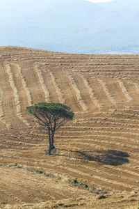 Bare tree on field against sky