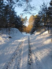Trees on snow covered landscape