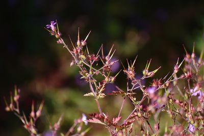 Close-up of purple flowering plant