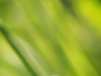 Close-up of plant