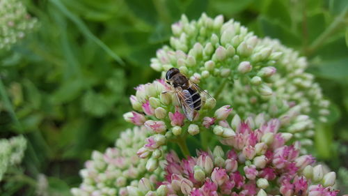 Close-up of bee on flower