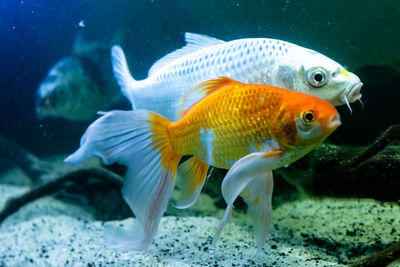 Close-up of fish swimming in sea