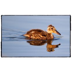 Close-up of duck swimming on lake