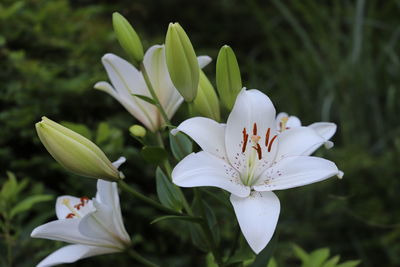 Close-up of white flowering plant