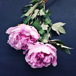 Close-up of pink flowers