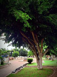 Trees in park