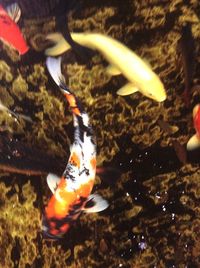 Close-up of duck swimming in water