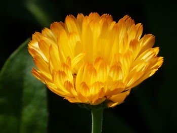 Close-up of yellow flower against black background