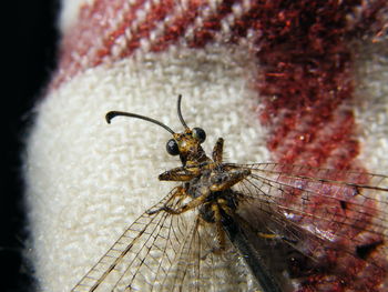 Close-up of insect on flower