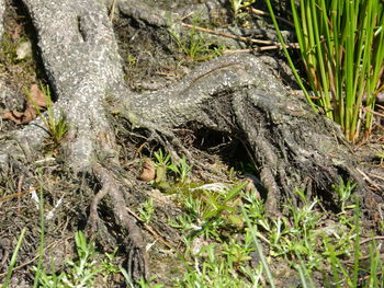 High angle view of dead plants in forest