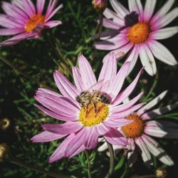 High angle view of bee on flower