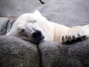 View of sheep sleeping on rock at zoo