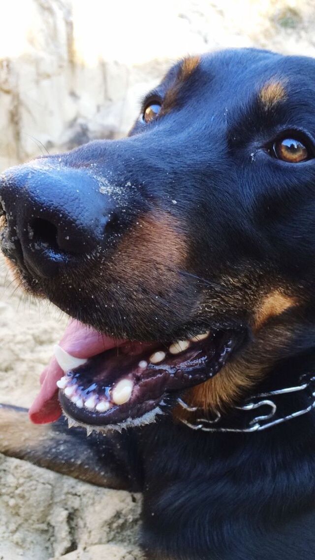 animal themes, one animal, domestic animals, pets, dog, mammal, animal head, close-up, animal body part, focus on foreground, black color, portrait, part of, looking at camera, zoology, animal eye, day, pet collar