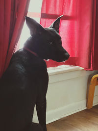 Black dog looking away while sitting on sofa