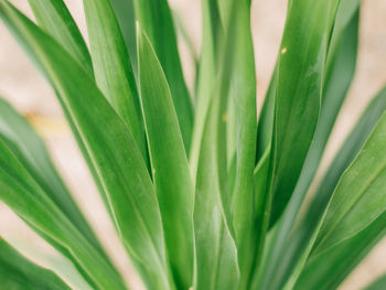 Full frame shot of green plant