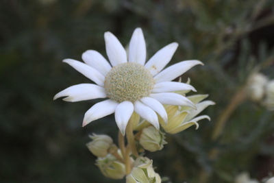 Close-up of white flowering plant