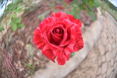 Close-up of red rose