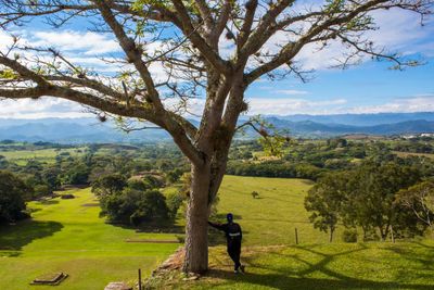 Tree on landscape against sky