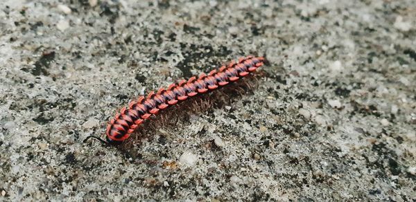 Close-up of insect on rock