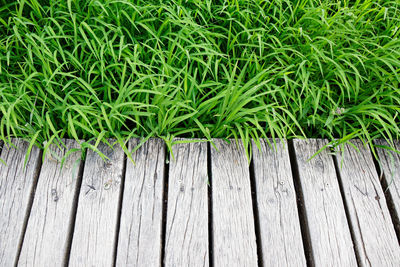 High angle view of plants growing on land