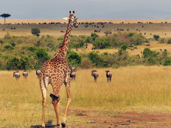 Giraffes in a field