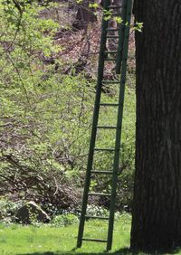 Trees growing on field in forest