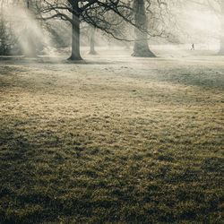 Bare trees on landscape