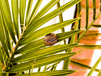 Close-up of caterpillar on plant