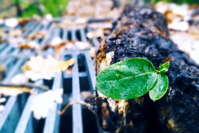 Close-up of plant against blurred background